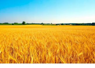Продажа участка, 233700 сот., Московская область