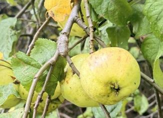 Земельный участок на продажу, 10 сот., Калининград, Московский район